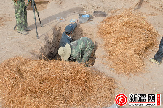 考古人員正在清理麥稈。（圖由中國科學(xué)院人文學(xué)院科技室與科技考古系提供）